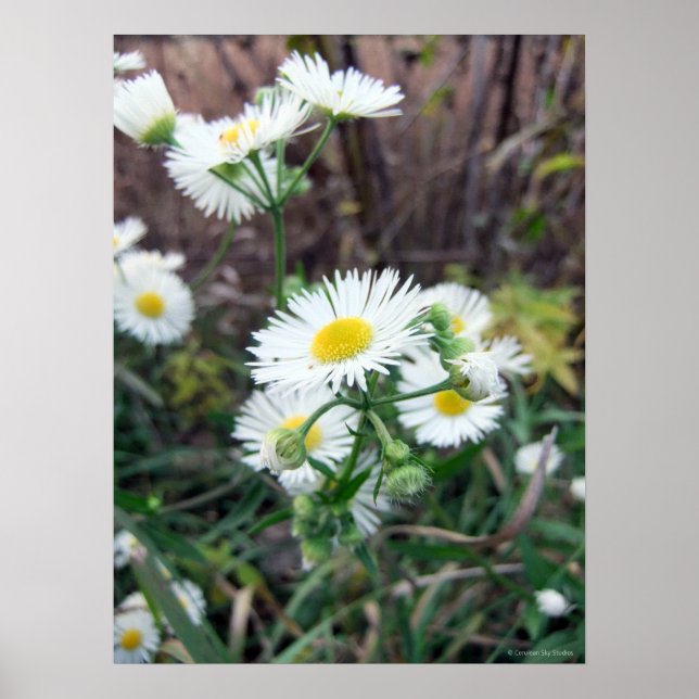 Daisy Fleabane Poster (Frente)