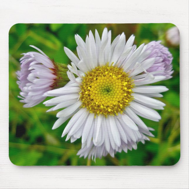 Daisy Fleabane Wildflower Mousepad (Frente)