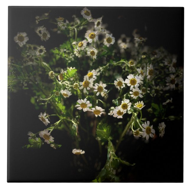 Daisy, Flores (Frente)