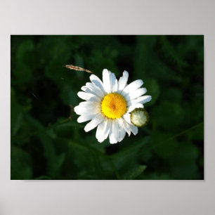 Daisy Flower Photo Poster
