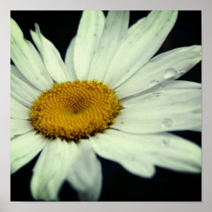 Daisy Flower with Raindrops Poster