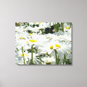 Daisy Flowers Canvas de arte decorativa Fotografia