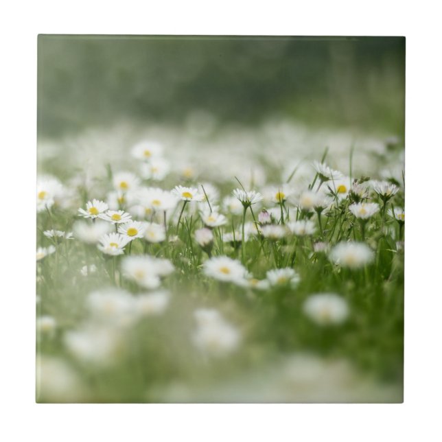 Daisy Meadow (Frente)