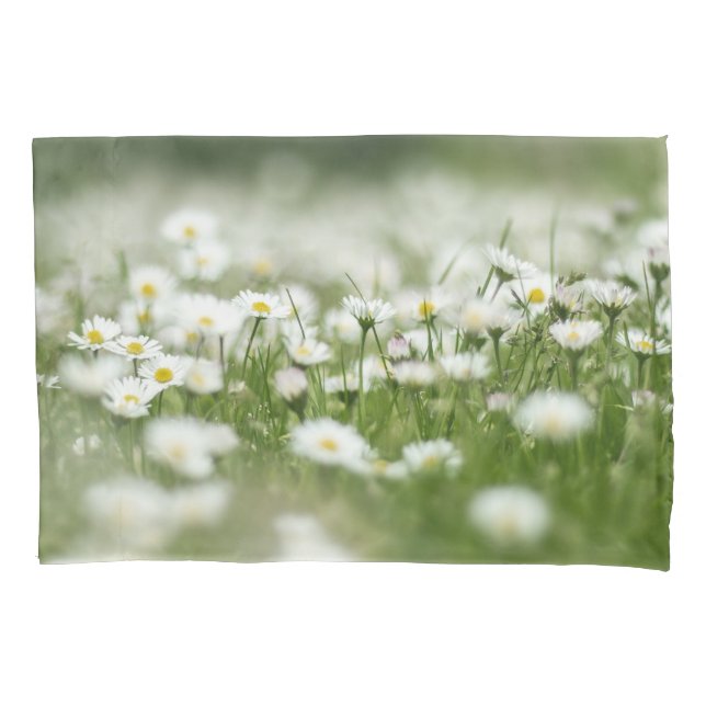 Daisy Meadow (Frente)