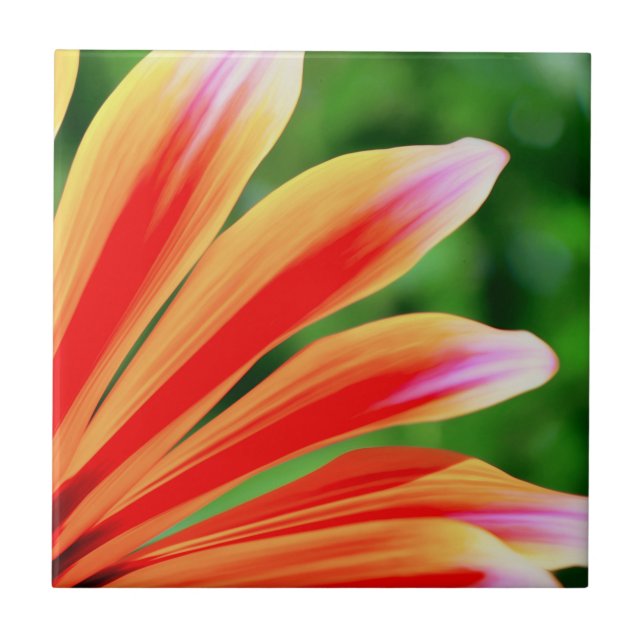 Daisy Petals (Frente)