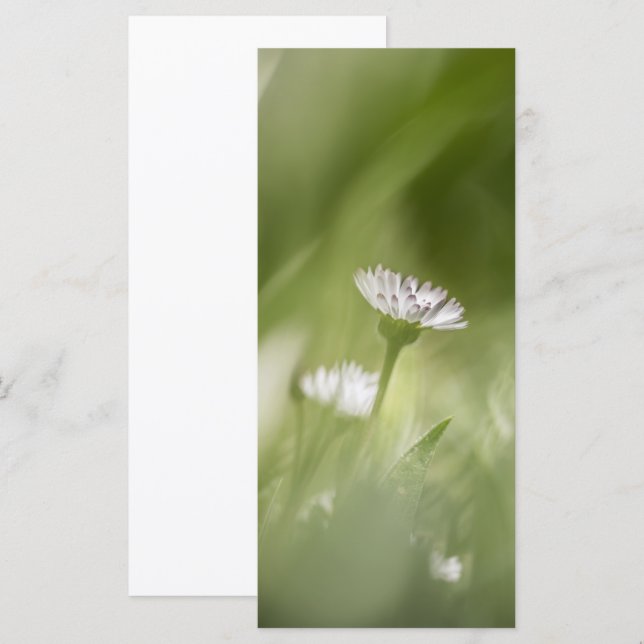 Daisy Plant Nature Photo Card (Frente/Verso)