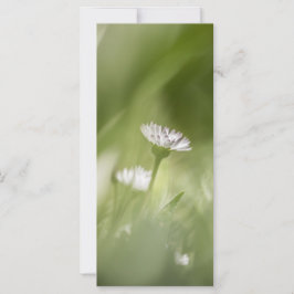 Daisy Plant Nature Photo Card