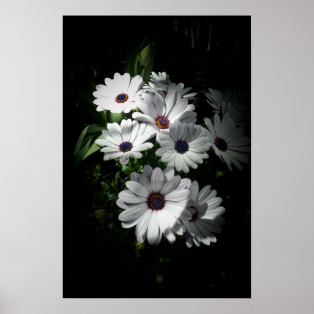 Daisy poster (Frente)