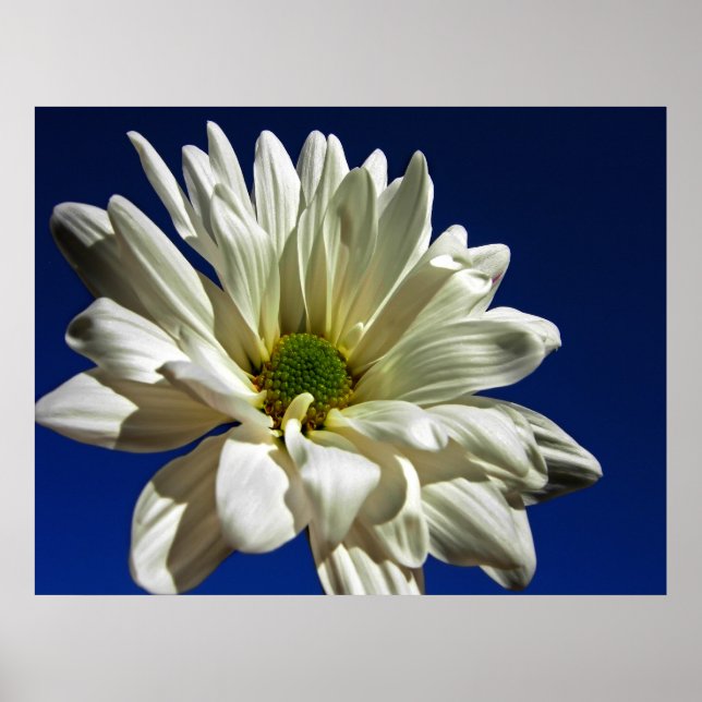 Daisy Poster (Frente)