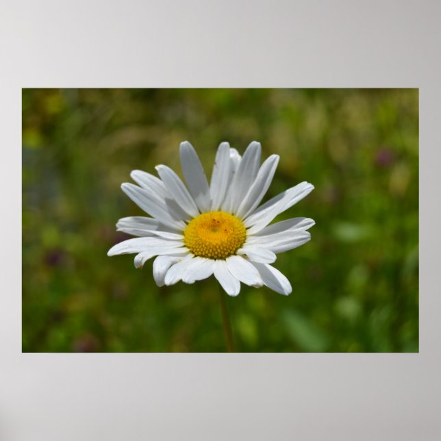 Daisy Poster (Frente)