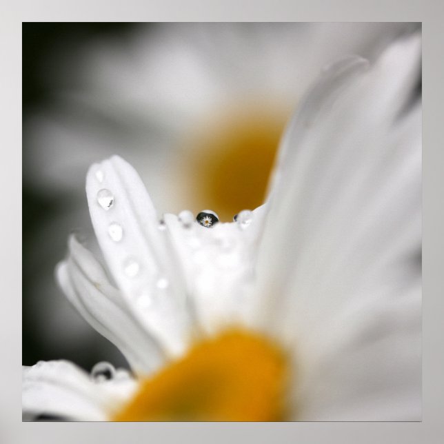 Daisy Poster (Frente)