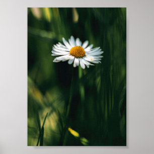 Daisy Poster - imagem de alta qualidade