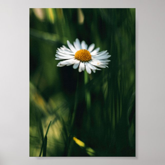 Daisy Poster - imagem de alta qualidade (Frente)