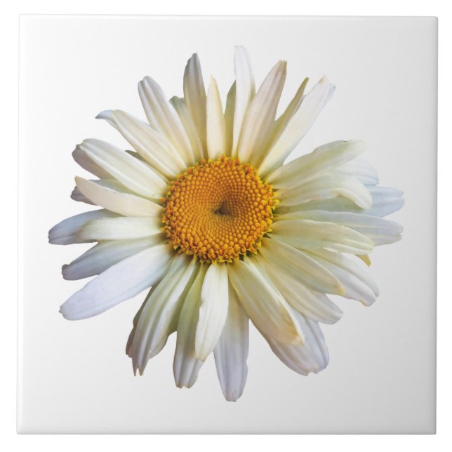 Daisy Procurando (Frente)