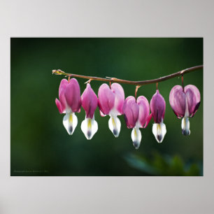 Daît Hearts Impressão