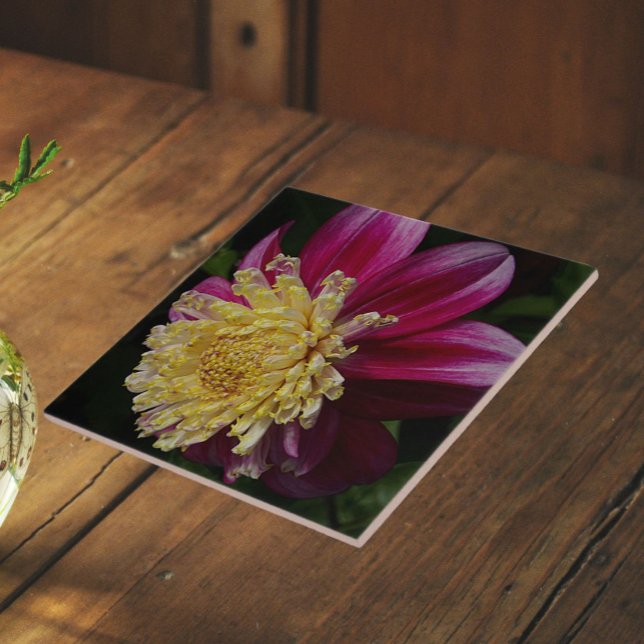 Dália Anêmona Rosa Floral (In Situ)