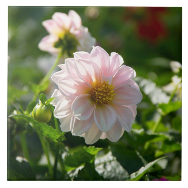 Dália branca na foto do jardim (Frente)