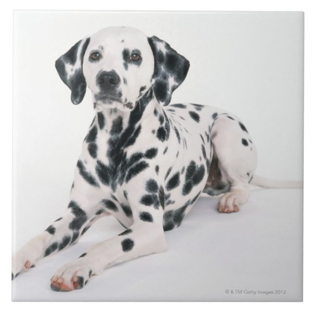 Dalmatian 4 (Frente)