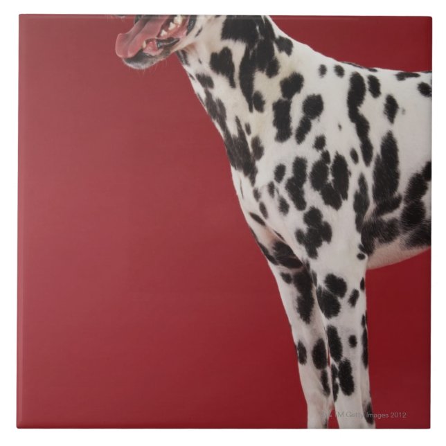 Dalmatian 6 (Frente)