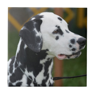 Dalmatian adorável