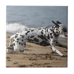 Dalmation