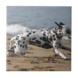 Dalmation