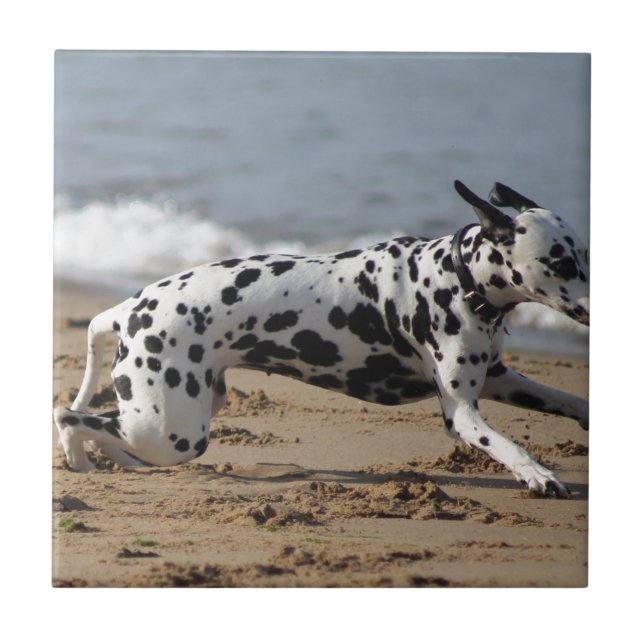 Dalmation (Frente)