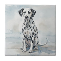 Dalmation