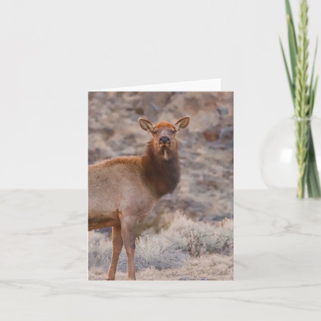 Dama Wapiti - Cartão 4" x 5.6" (Frente)