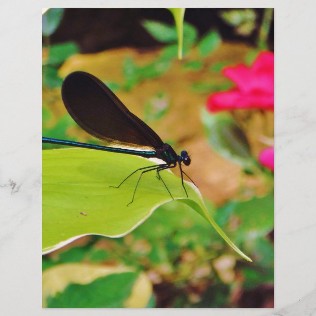 Damselfly e Rosa (Frente)