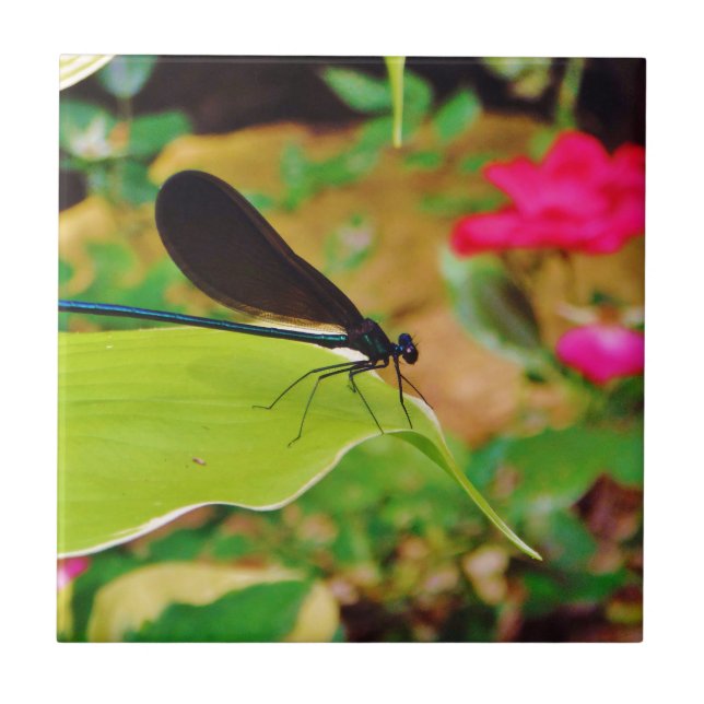 Damselfly e Rosa (Frente)