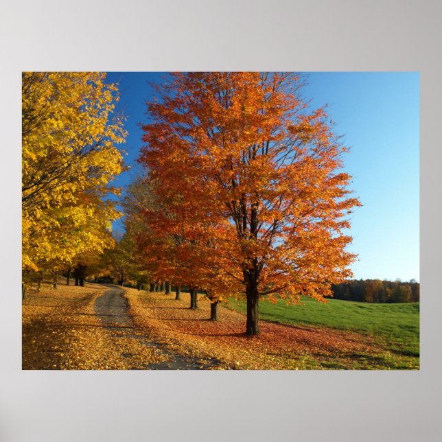 Danby Vermont Autumn Leaves Poster (Frente)