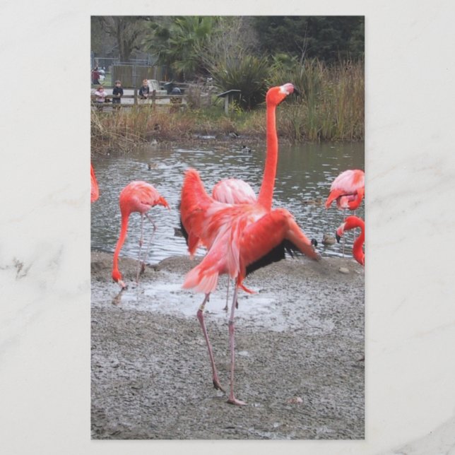 dança do flamingo (Frente)