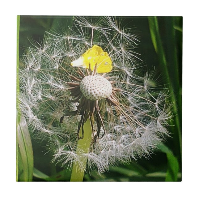 Dandelion (Frente)