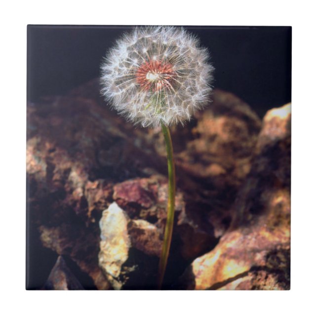 Dandelion (Frente)