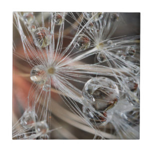 Dandelion Abstrato