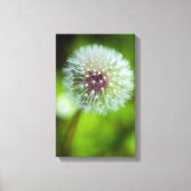 Dandelion Canvas