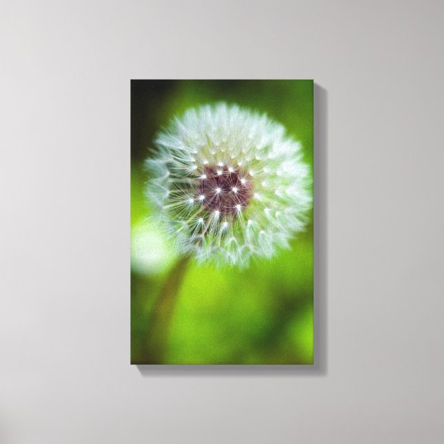Dandelion Canvas (Frente)