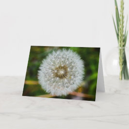Dandelion, Cartão