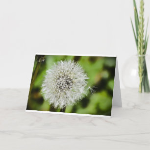 Dandelion, Cartão
