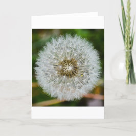 Dandelion, Cartão