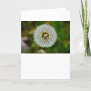 Dandelion, Cartão