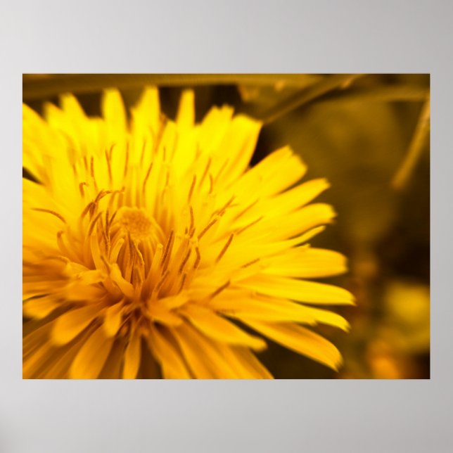 Dandelion Closeness Poster (Frente)