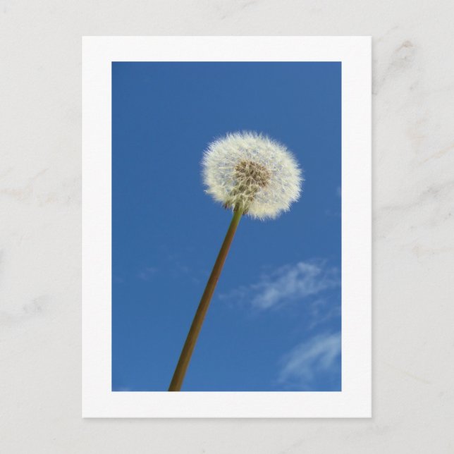 Dandelion contra o céu azul - Cartão postal (Frente)