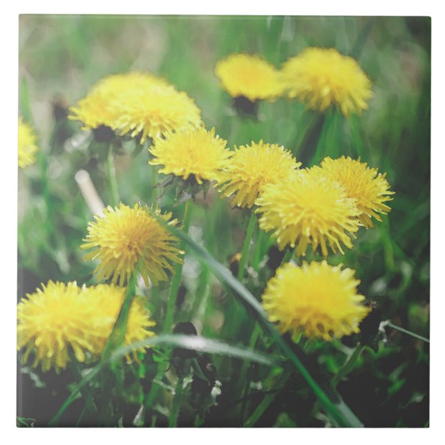 Dandelion Flowers Dandelions Amarelo Verde (Frente)