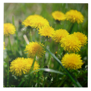 Dandelion Flowers Dandelions Amarelo Verde