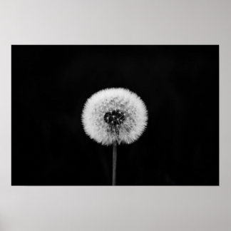 Dandelion Impressão