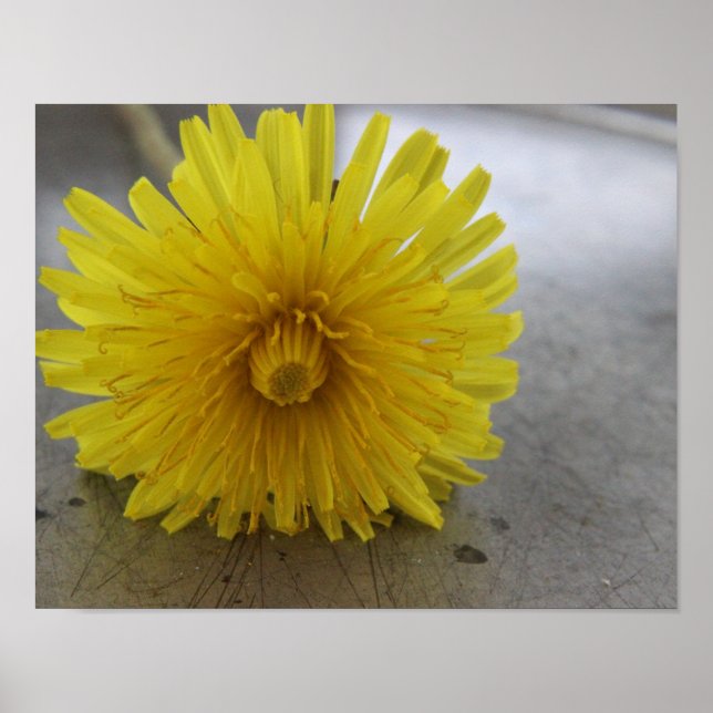 Dandelion Macro Shot Poster (Frente)