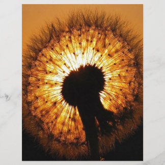 Dandelion no Sunset