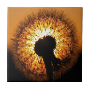 Dandelion no Sunset